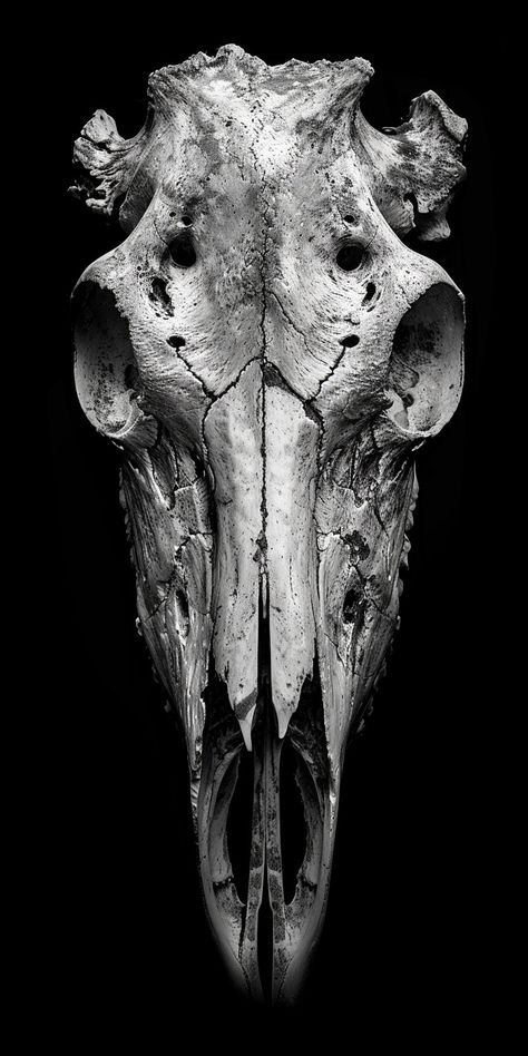 Goat Skull Photography, Animal Skeletons Tattoo, Animal Skull Photo, Animal Skull Drawing Reference, Animal Skulls Drawing, Bull Skull Drawing, Lizard Skull, Vulture Skull, Impala Animal