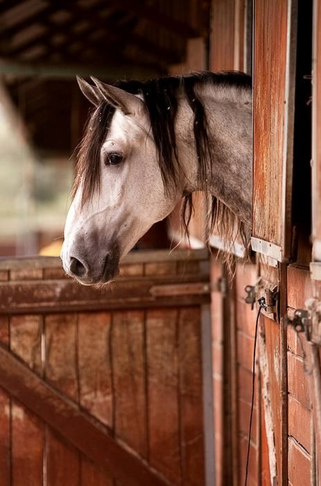 As ellie came up in her truck from Indiana she got out and heard a sound coming from the barn. She walked in and saw sparton nickering at her and she laughed. Ellie walked to sparton and gave him a brush down. When she left he nickered again but Ellie walked away. Stable Door, Majestic Horse, All The Pretty Horses, Horse Crazy, Equine Photography, Pretty Horses, Horse Photography, Horse Pictures, Horse Love