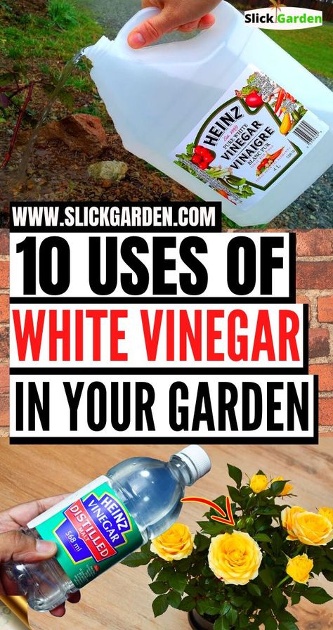 Uses For White Vinegar, White Vinegar Cleaning, Scandinavian Coastal, Garden Remedies, Vinegar Uses, Vegetable Garden Diy, Gardening Hacks, Coastal Boho, Vinegar Cleaning