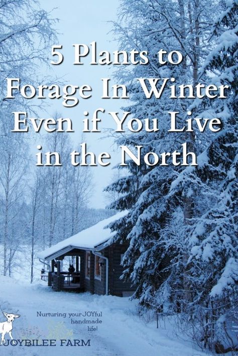 Winter Foraging, Survival Bunker, Medicinal Wild Plants, Wild Foraging, Wild Food Foraging, Edible Wild Plants, Snow Falls, Foraged Food, Wild Edibles