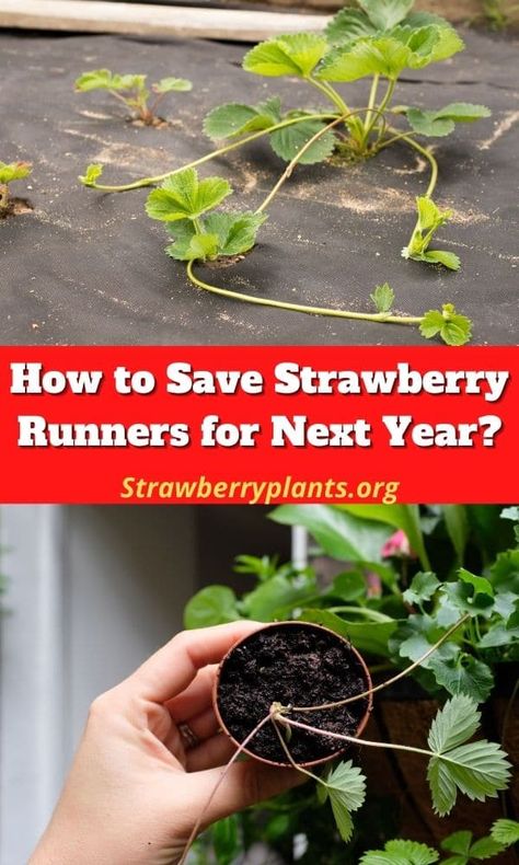 What To Do With Strawberry Runners, Strawberry Runners Tips, Overwintering Strawberry Plants, Strawberry Runners Planting, How To Plant Strawberry Runners, Strawberry Plants Ideas, Strawberry Plant Runners, Allotment Planning, Strawberry Planting