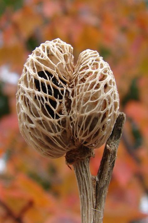 Seed Pod, Natural Structures, Seed Pods, Tiger Lily, Natural Forms, Patterns In Nature, Planting Seeds, Nature Design, Flower Seeds