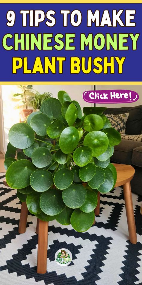 "Discover the ultimate Chinese Money Plant (Pilea Peperomioides) care guide! Learn essential tips for thriving Money Plant care, ensuring your Chinese Money Tree stays lush and vibrant. From optimal lighting to watering techniques, this guide covers everything you need for healthy Money Plants. Perfect for beginners and seasoned plant lovers alike, elevate your indoor garden with expert advice on Chinese Money Plant care! 🌿✨ " Money Plant Care Tips, Chinese Money Plant Care, Money Plant Care, Chinese Money Tree, Money Plants, Money Tree Plant, Houseplant Care, Household Plants, Plant Pests