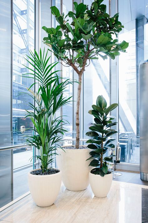 In the ever-changing world of workplace design, the term biophilia has, in recent years, become synonymous with the wellbeing of employees and customers alike. But why exactly are plants so good for you (and your office)? Though it’s easy to assume that they merely add a splash of green, in reality they do so much more. Click the link below for five of the key benefits that healthy plants can bring to your workspace. Green Conference Room Design, Green Office Space Design, Office Decor Greenery, Office Design With Plants, Indoor Office Plants Workspaces, Greenery Office Decor, Office Plants No Sunlight, Plants In Office Space, Office Plants Ideas