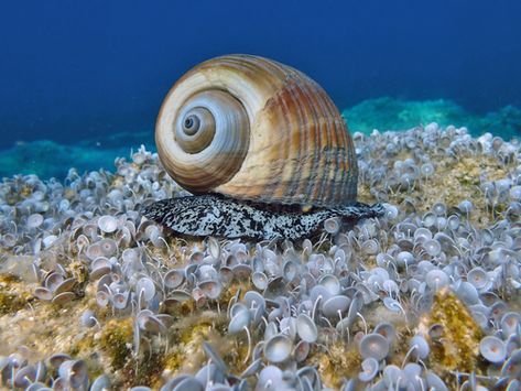 Tonna galea, commonly known as the giant tun, is a species of marine gastropod mollusc in the family Tonnidae (also known as the tun shells). This very large sea snail or tun snail is found in the North Atlantic Ocean as far as the coast of West Africa, in the Mediterranean Sea and the Caribbean Sea. The species was first described by Carl Linnaeus in 1758. (Source: Wikipedia, '', http://en.wikipedia.org/wiki/Tonna_galea, CC BY-SA 3.0 . Photo: (c) Stergios Vasilis, some rights reserved (CC BY-NC Carl Linnaeus, North Atlantic Ocean, Photo C, Sea Snail, Snail Shell, Caribbean Sea, Mediterranean Sea, Atlantic Ocean, West Africa