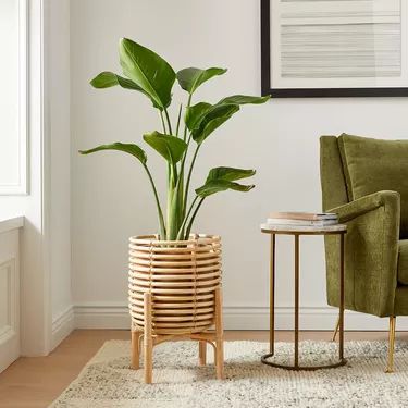 Need a Planter That Matches Your Design Style? Here Are 12 Pots Worth Considering | Hunker Birds Of Paradise Plant, Rattan Planters, Bird Of Paradise Plant, Live Indoor Plants, Paradise Plant, Basket Planters, Inspire Me Home Decor, Bohol, Wood Planters