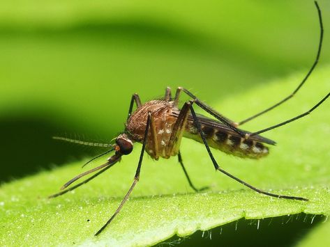 Are #mosquitoes crashing your summer parties? 🚫🦟

Our #mosquitocontrol service includes monthly treatments from May to September to consistently reduce the mosquito population!

Protect your family and guests in these last summer days and keep your gatherings bite-free. 🌞

Call us today at (435) 233-6391 to sign up! Mosquito Trap Diy, Mosquito Repellent Homemade, Female Mosquito, Mosquito Traps, Outdoor Buffet, Repellent Plants, Mosquito Trap, Mosquito Control, Mosquito Repelling Plants