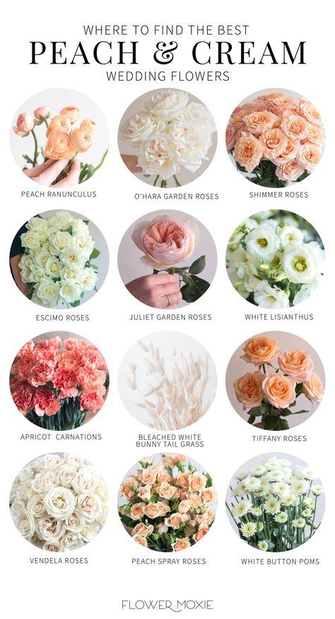 Peach And Cream Wedding, Wedding Flowers Diy, Wedding Flower Types, Cream Wedding Flowers, Flower Moxie, Flower Chart, Peach Wedding Flowers, Peach And Cream, Flower Guide