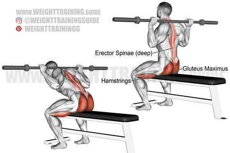 Barbell Good Morning, Best Back Exercises, Upper Body Workout Gym, Good Mornings Exercise, Lower Body Exercises, Gluteus Maximus, Good Back Workouts, Morning Exercise, Barbell Workout