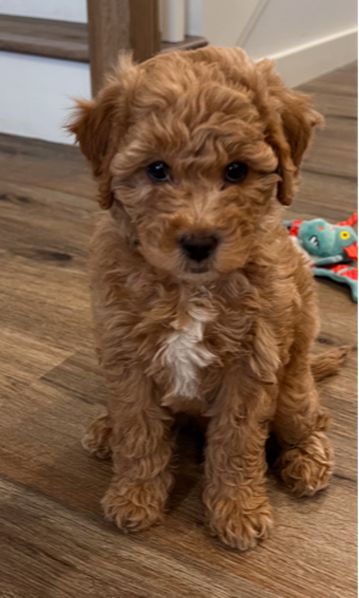 Full Grown Mini Goldendoodle, Labradoodle Full Grown, Teacup Goldendoodle, Toy Goldendoodle, Teddy Bear Poodle, Maltipoo Dog, Mini Goldendoodle Puppies, Teddy Bear Dog, Dog Mommy