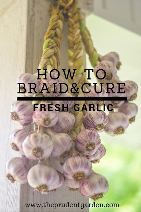 Braided Garlic, Raised Gardens, How To Braid, Growing Garlic, Homestead Gardens, Veg Garden, Earthworms, Food Garden, Flowers Wallpaper