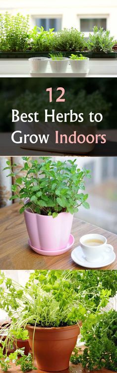 Herbs To Grow Indoors, Best Herbs To Grow, Herbs To Grow, Growing Herbs Indoors, Indoor Vegetables, Indoor Herb, نباتات منزلية, Indoor Vegetable Gardening, Indoor Herb Garden