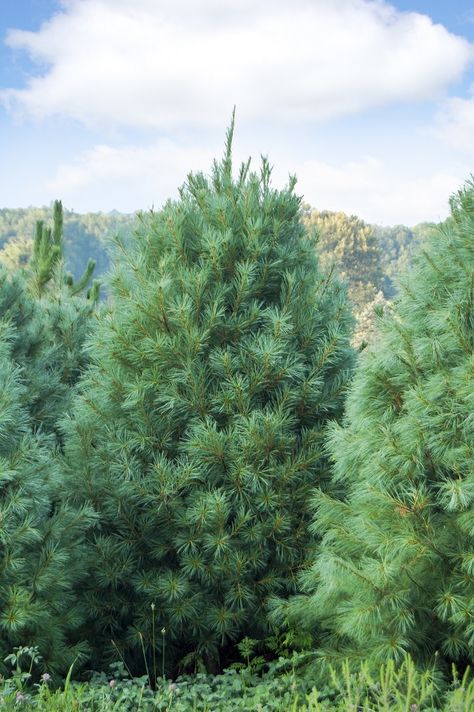 TOP 10 Fastest Growing Shade Trees - The Eastern White Pine is a beautiful fast-growing evergreen with soft blue-green needles. It makes a great windbreak or hedge in addition to a stunning specimen tree in the landscape. Mature trees are 50–80 feet high by 20–40 feet wide. Fast Growing Pine Trees, Trees For Privacy, Crafts Adults, Fast Growing Shade Trees, Fun Thanksgiving Crafts, Thanksgiving Turkey Craft, Fast Growing Evergreens, Easy Thanksgiving Crafts, Eastern White Pine