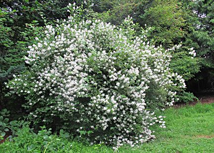 Mock Orange Shrub, Portland Garden, Pnw Garden, Shrubs For Privacy, Privacy Landscaping, Mock Orange, Front Landscaping, Moon Garden, Rain Garden