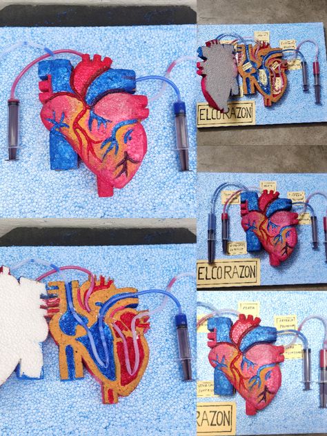 This heart model is a great demonstration of one chamber of the heart and valve. The heart has two features that keep blood flowing in the right direction. These are chambers and valves. Chambers fill with blood, then squeeze to pump the blood out. 3d Heart Project Anatomy, Working Heart Model, Human Heart Working Model, Anatomy Project Ideas, Human Heart Model Project, 3d Heart Project, Heart Projects Anatomy 3d, Human Body Systems Projects Models, Cardiovascular System Project