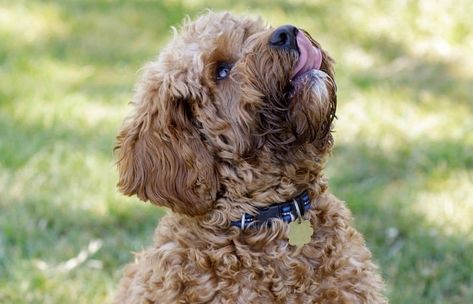 Cavapoo Growth Chart – Weight & Size Chart Cavadoodle Full Grown, Cavapoo Full Grown, Puppy Growth Chart, Cavapoo Breeders, How To Grow Muscle, Cavapoo Puppy, Small Breed Dogs, Weight Chart, Weight Charts