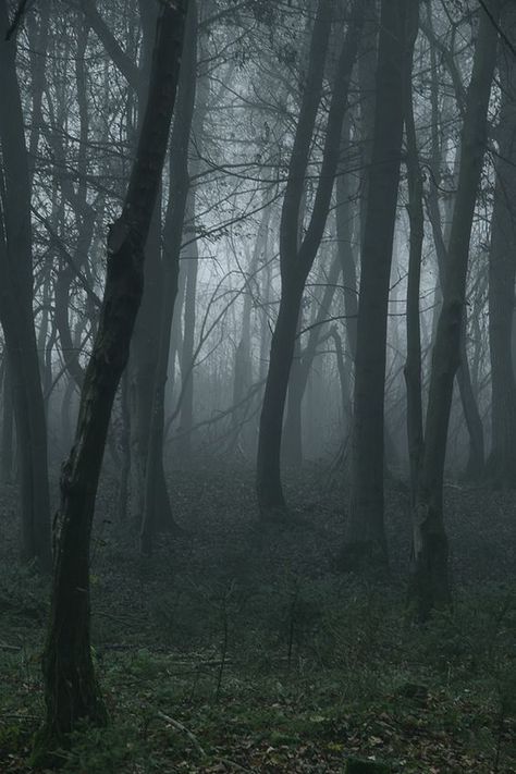 Scary Woods, Creepy Woods, Dead Forest, Dark Weather, Dark Naturalism, Dark Forest Aesthetic, Dark Landscape, Slytherin Aesthetic, Fantasy Forest