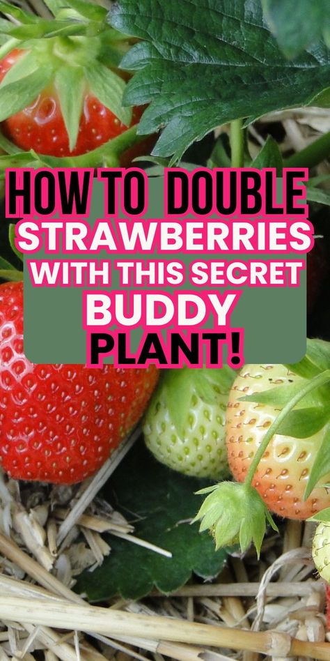 Ready to level up your strawberry game? Learn how to double your harvest with this sneaky companion plant trick! Best Ways To Grow Strawberries, Best Way To Plant Strawberries, Container Berries, Fruit Guild, Strawberry Garden Ideas, Bucket Gardens, Garden Placement, Planting Asparagus, Asparagus Garden