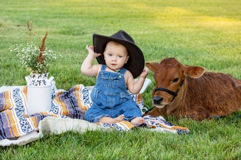 Farm Photoshoot Ideas, Cow Pics, Themed Photoshoot, Mini Photo Sessions, Cow Photos, Mini Cows, Highland Cow Print, Farm Photography, Cow Pictures