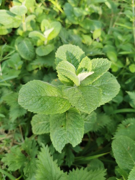 Apple Mint - A beautiful fragrant wild mint. This plant smells incredible and can be used just how you would use store brought mint! It makes a lovely wild tea that's also good for soothing indigestion. Wild Tea, Wild Mint, Apple Mint, Witchy Stuff, Mint, The Incredibles, Tea, Canning, Plants