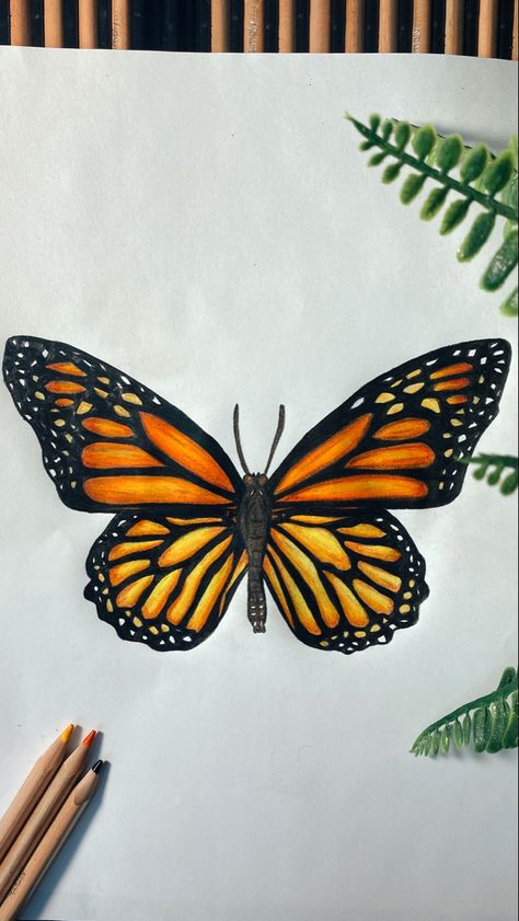 Coloured Butterfly Drawing, Color Pencil Butterfly Drawing, Aesthetic Colour Pencil Drawing, Butterfly Drawing Painting, Colored Pencil Butterfly, Buterfluffy Drawings, Butterfly Realistic Drawing, Big Butterfly Drawing, Butterfly Drawing With Color