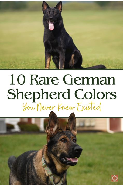 Prepare to be amazed by these rare German Shepherd colors! 🐾 From stunning sables to rare blues, these 10 coat colors are as unique as they are beautiful. Perfect for German Shepherd enthusiasts! German Shepherd Husky Mix Puppy, Blue German Shepherd Puppies, Angry German Shepherd, German Dog Commands, Black Sable German Shepherd, German Shepherd Aesthetic, Panda German Shepherd, Czech German Shepherd, Brown German Shepherd