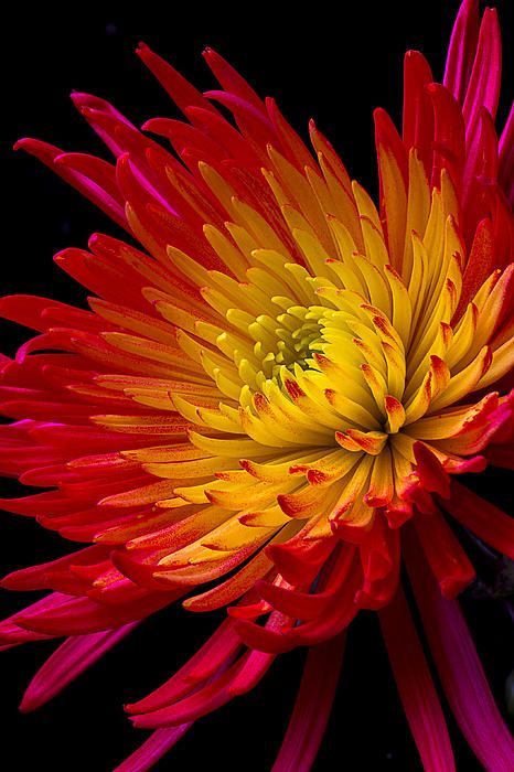 Beautiful Spider Mum by Garry Gay Spider Mums, Bloom Where Youre Planted, Rare Orchids, Book Author, Exotic Flowers, Beautiful Blooms, Chrysanthemum, Cut Flowers, Amazing Flowers