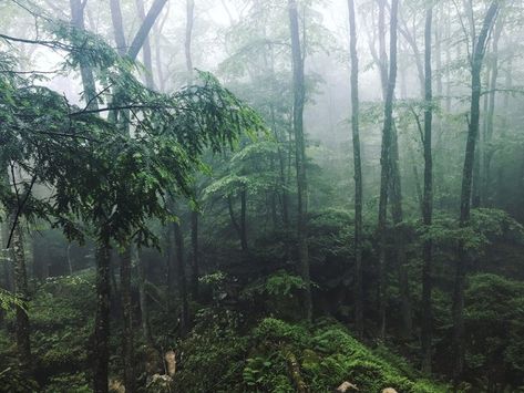 Most People Don't Know West Virginia Has A Medieval Forest And It's Positively Magical Virginia Forest, Medieval Forest, Wonderland Makeup, West Virginia Travel, Winter Wonderland Theme, Virginia Travel, Famous Last Words, Step Back, Back In Time