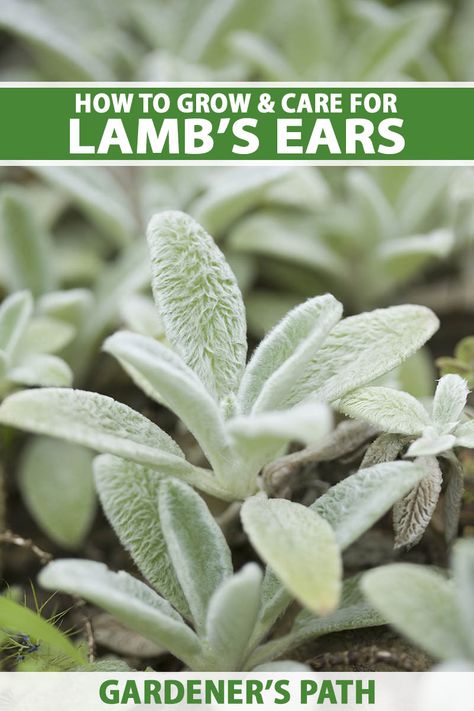 Lambs Ear Plant, Garden Reference, Sensory Gardens, Ear Seeds, Stachys Byzantina, Perennial Ground Cover, Deer Resistant Plants, Herb Gardening, Farm Projects