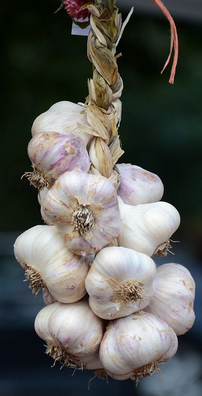 Garlic Aesthetic, Vegetable Garden Aesthetic, Garlic Farming, Types Of Garlic, When To Harvest Garlic, Garlic Plant, Harvest Garlic, Eating Raw Garlic, Garlic Farm