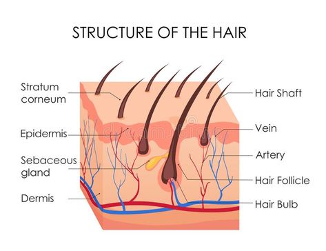 Structure Of Hair, Hair Diagram, Hair Anatomy, Skin Anatomy, Vellus Hair, Hair Science, Hair Structure, Skin Moles, Hair Growth Cycle