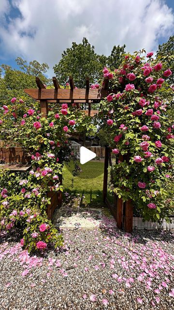 Sabrina Pougnet on Instagram: "My climbing roses 😍 #roses #gardening #gardens #rosebush" Double Knockout Roses Landscaping, Rose Pergola Ideas, Rose Garden Bed, Climbing Roses Pergola, Rose Garden Ideas Backyards, Climbing Roses On House, Rose Arches Garden, Arbor Backyard, Roses Garden Ideas