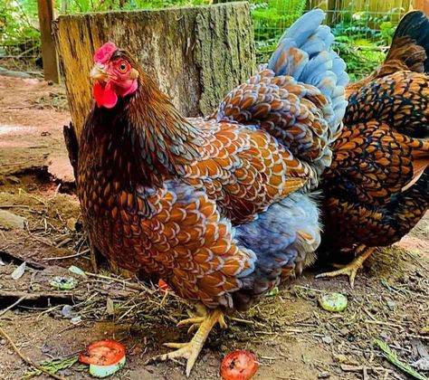 Chicken Backyard, Chicken Coop Backyard, Chicken Aesthetic, Chicken Coop Ideas, Wyandotte Chicken, Small Wooden Crates, Backyard Chicken Coop, Henny Penny, Chicken Coop Signs