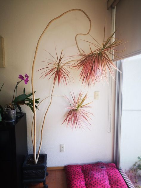 Dracaena Marginata, Pretty Plants, Plant Mom, Plant Lady, Dream House Decor, New Wall, Cool Plants, 2 Months, Fell In Love