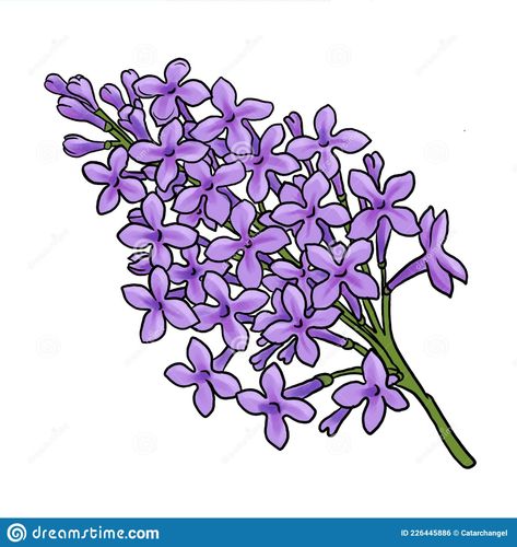 Lilac Flower Drawing Simple, How To Draw Lilacs, Lilac Flowers Drawing, Lilac Sketch, Purple Flowers Drawing, Lilac Doodle, Flower Drawing Reference, Lilac Illustration, Lilac Drawing