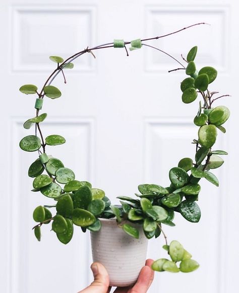 32 Amazing Hoya Plant Ideas to Display Them in Style! Hoya Care, Indoor Plant Trellis, Plant Display Ideas, Plant Goals, Plants Are Friends, Hanging Plants Indoor, Plants For Hanging Baskets, Garden Decor Ideas, Trellis Plants