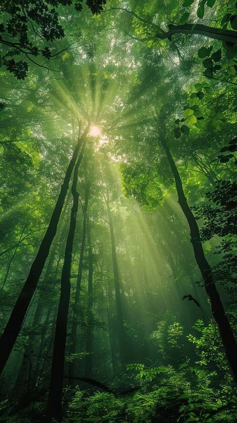 Sunbeams pierce through dense foliage in a lush green forest stock images Nature, Lush Aesthetic Green, Lush Forest Aesthetic, Aesthetic Green Forest, Shiva Trilogy, Temperate Deciduous Forest, Lush Aesthetic, Ethereal Forest, Lush Green Forest