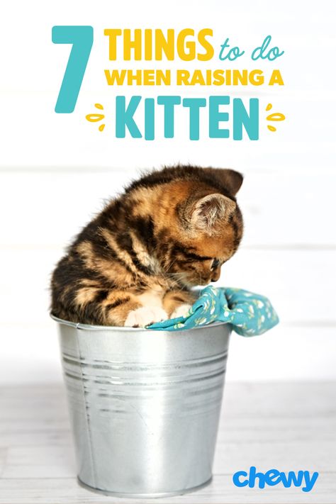 Training A Kitten, Raising Kittens, Kitten Supplies, Kitten Treats, Getting A Kitten, New Kitten, Dream's Cat, Kitten Food, Cat Hacks