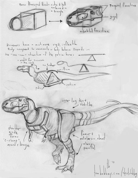 Tyrannosaurus Rex Anatomy, Dinasour Drawing Reference, Trex Reference, How To Draw Dinosaur, Accurate Dinosaurs, How To Draw Dinosaurs, Dinosaur Tutorial, Dinosaur Anatomy, Dinosaur Reference