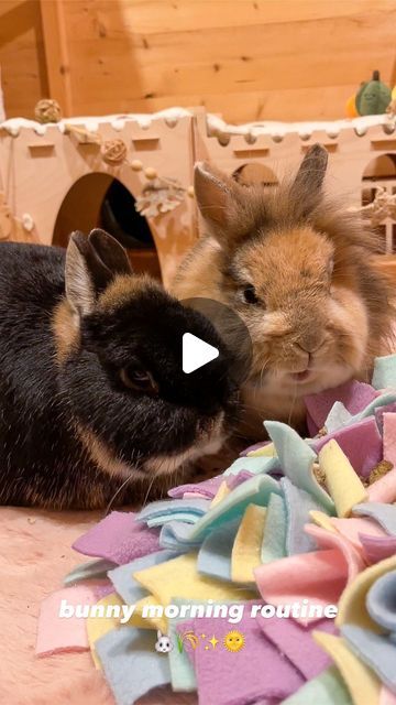 Sophie Foster on Instagram: "ASMR bunny morning routine 🐰  #rabbitshed #bunnyshed #rabbitsofinstagram #bunniesofinstagram #hectorandmaple #rabbitfood #bunnyfood #asmr #petasmr #rabbitasmr #bunnyasmr #morningroutine" Rabbit Videos Cute, Animal Reels, Bunny Sheds, Secret Life Of Rabbits, Rabbit Videos, Bunny Video, Funny Rabbits, Rabbit Shed, Sophie Foster