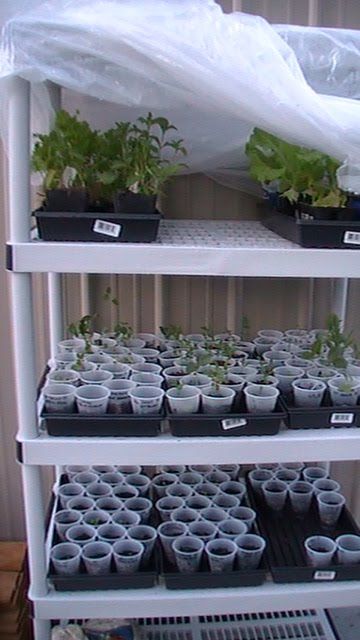 Mini Aquaponics, Diy Mini Greenhouse, Aquaponics Diy, Indoor Greenhouse, Mini Greenhouse, Diy Greenhouse, Garden Greenhouse, Have Inspiration, Greenhouse Gardening