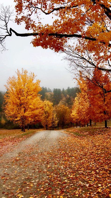 Fall Scenery Aesthetic, Fall Aesthetic Outdoors, Pretty Autumn Pictures, Autumn In The Country, Fall In The Mountains Aesthetic, Fall Athestic, Autumn Season Photography, Fall Aethestic, Fall In The Country