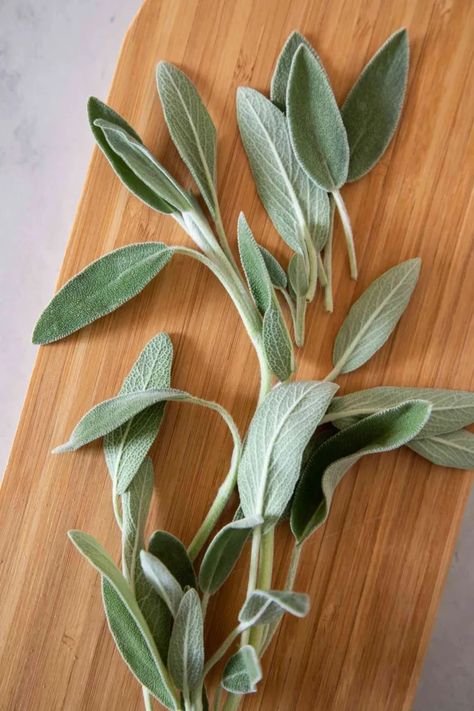 useful herbs to grow at home Sage Plant Aesthetic, Sage Health Benefits, Herbs To Grow At Home, How To Use Sage, White Sage Plant, Dry Sage, Sage Photography, Salvia Apiana, Sage Flowers