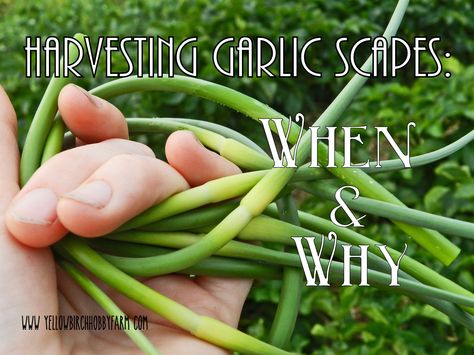 When and Why to Harvest Garlic Scapes- Yellow Birch Hobby Farm Raising Rabbits For Meat, Hardneck Garlic, Harvesting Garlic, Meat Rabbits, Garlic Scapes, Vegetable Garden Planning, Vegetable Garden Diy, Garlic Bulb, Permaculture Gardening