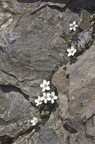 Flowers Growing In Cracks, Flowers Growing Through Cracks, Strong Flower, Garden Corner Ideas, Alps Italy, Corner Ideas, Alpine Flowers, Garden Corner, Rock Flowers