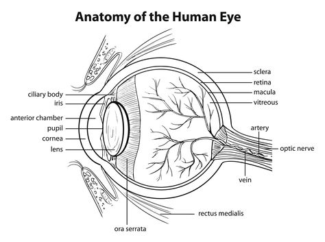 Human Eye Anatomy, Human Eye Drawing, Eye Anatomy, Basic Anatomy And Physiology, Nurse Study Notes, Nursing Student Tips, Nurse Inspiration, Medical School Studying, Vision Eye