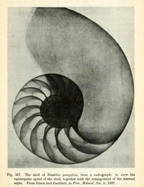 Nature, Fibbonaci Sequence Nature, Spiral Design Art, Mathematical Patterns, Fibonacci Number, Logarithmic Spiral, Spirals In Nature, Design Learning, Dna Art