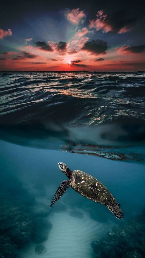 Sea Turtles Wallpaper Explore more wallpaper. https://www.whatspaper.com/sea-turtles-wallpaper-6/ Sea Turtle Wallpaper Aesthetic, Sea Turtles Photography, Sea Turtle Wallpaper, Turtle Background, Sea Turtle Pictures, Turtle Wallpaper, Ocean Turtle, Baby Sea Turtles, Cutee Animals