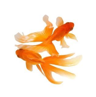 Goldfish, Designer Clothing, Fish, For Women, Orange, Water