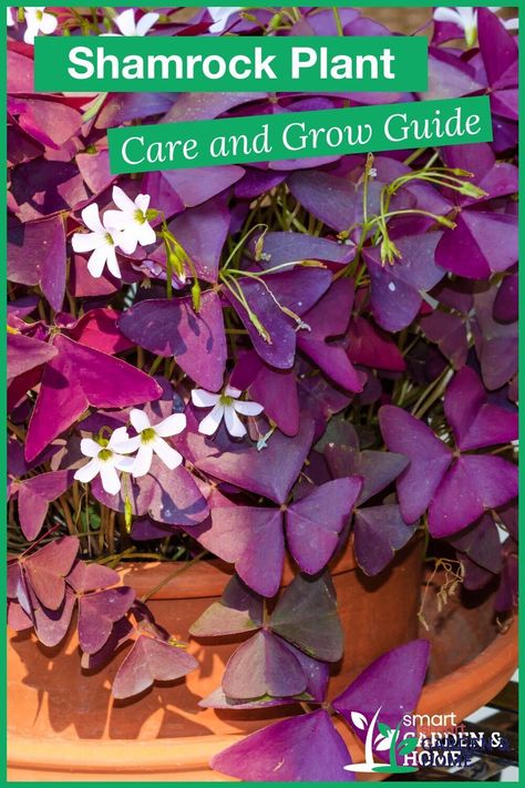 The shamrock plant is an appealing houseplant that will add to your indoor décor with its lovely green leaves and delicate flowers. Oxalis plants are easy to grow and require minimal care. Find out how to take care of this plant. https://smartgardenhome.com/houseplants/shamrock/?utm_source=pinterest&utm_medium=smartgardenhome&utm_campaign=publer #shamrock Purple Clover Plant, Purple Shamrock Plant Care, Shamrock Plant Houseplant, Oxalis Plant Care, Shamrock Plant Care, Purple Shamrock Plant, Plant Knowledge, Shamrock Plant, Clover Plant